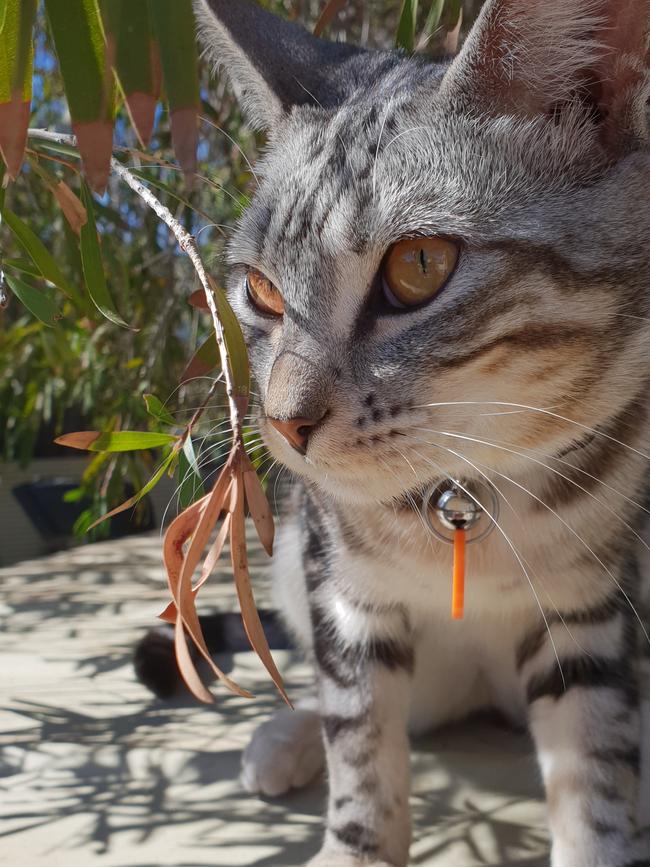 Squiggles Cat is 8-months-old and a wolf in kitten’s clothing. Picture: Elliot Snow