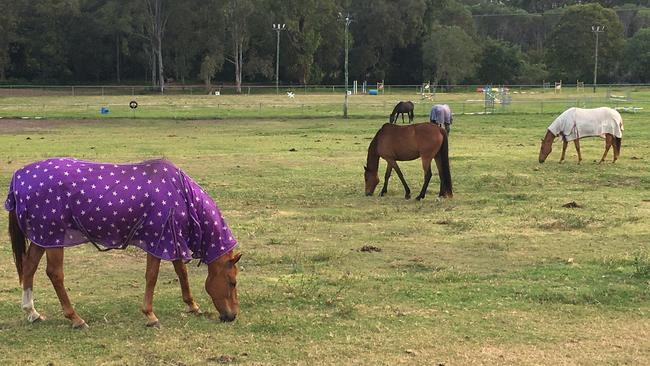 Horses at Bramble Bay Pony Club on Telegraph Rd, Fitzgibbon. Picture: Michelle Smith