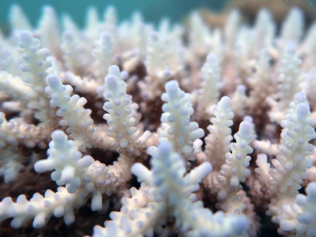 Coral bleaching on the Great Barrier Reef. Picture: James Cook University