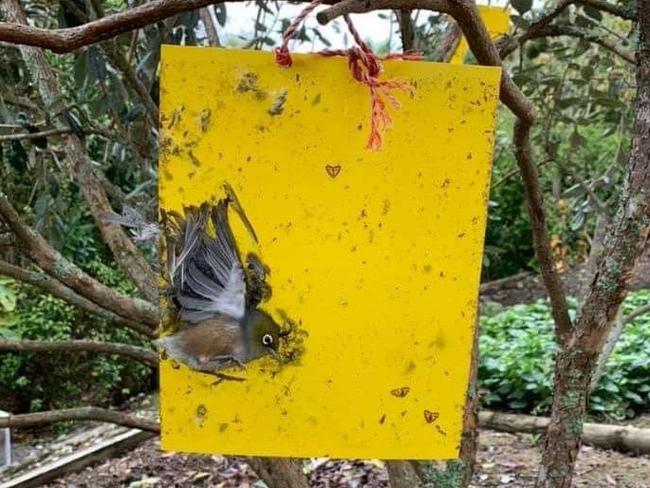 An example outside of Victoria of an animal becoming trapped. The Buzz Indoor Pest Glue Trap not pictured. Picture: Wild Animals Australia