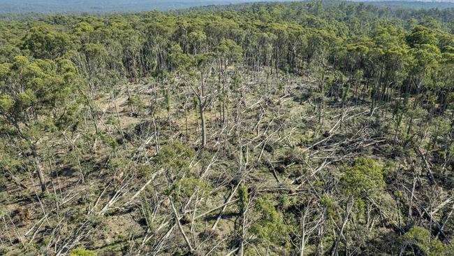 VicForests must survey storm ravaged sites in the Wombat Forest for greater glider possums. Picture: Zoe Phillips