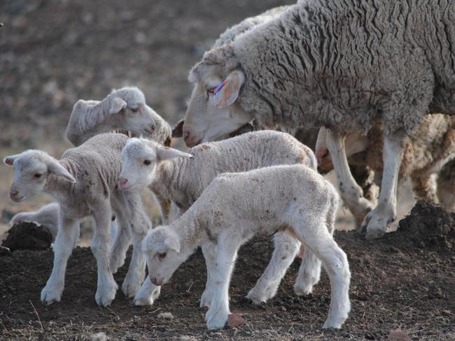 Maiden ewes with lambs at Karbullah Poll Merinos, Goondiwindi, QLD.