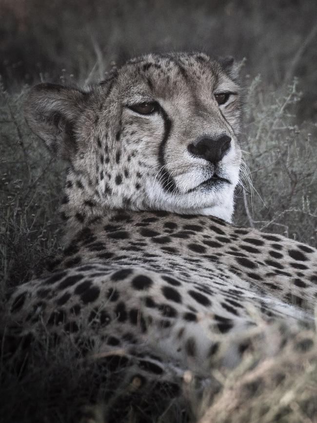 Sibella, the first cheetah to be reintroduced to the reserve.