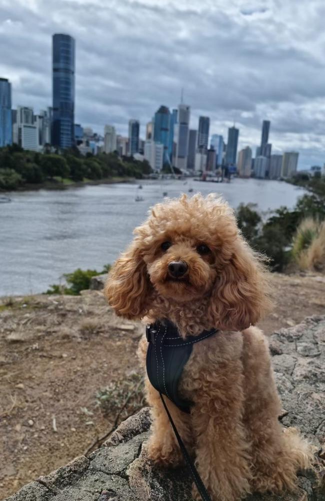 Bowie scoping out Brisbane River before his grand adventure.