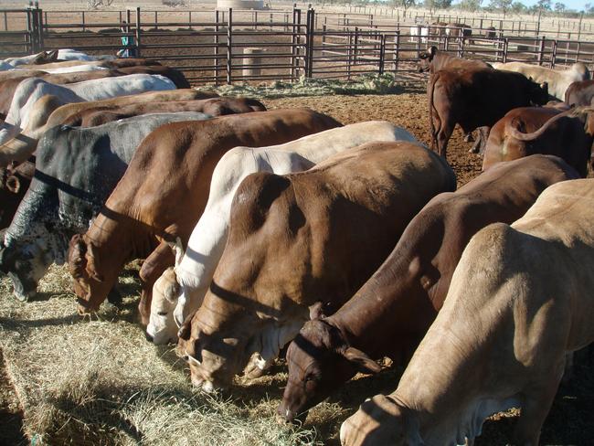 Remote Barkly cattle stations have shifted their cattle to queensland because of drought. 500,000 have been shifted so far. Picture: SUPPLIED