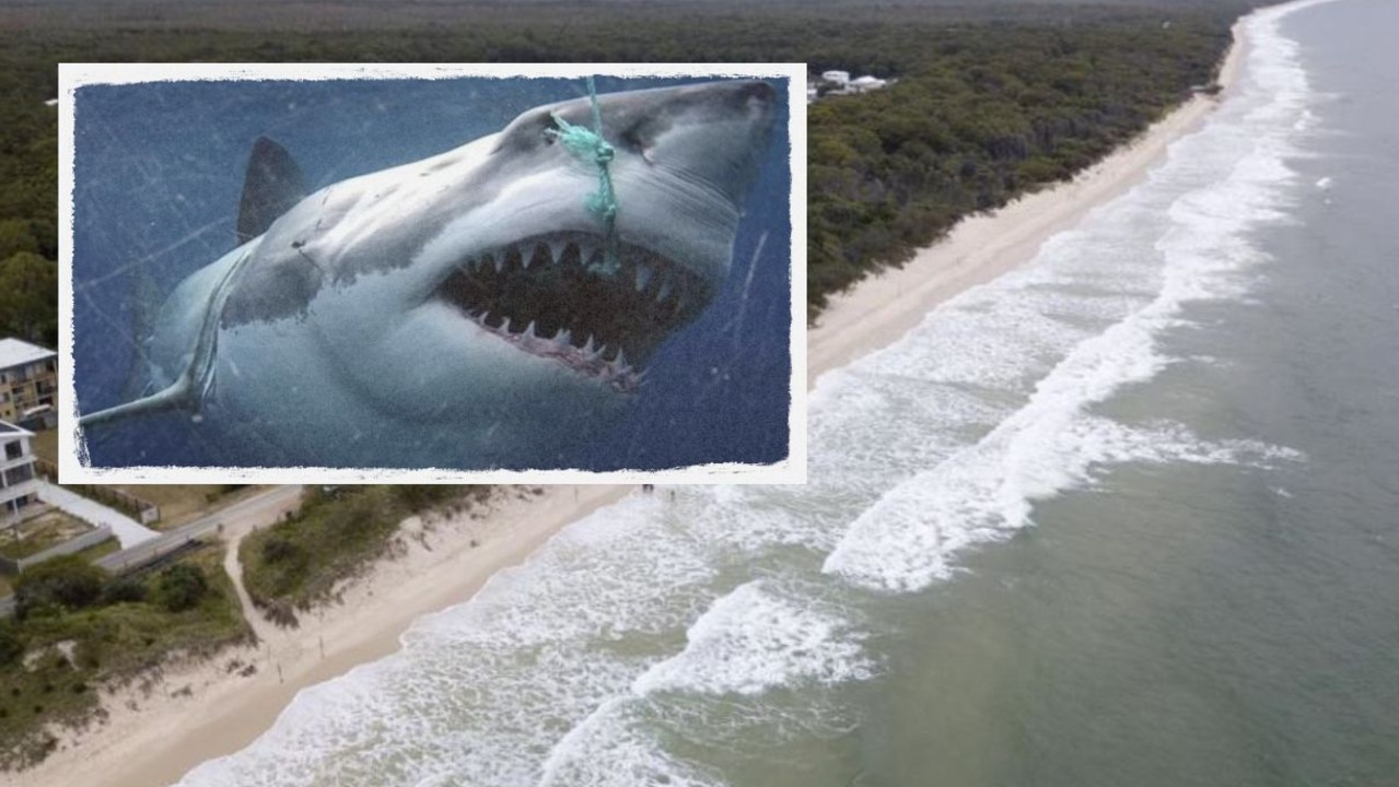 Shark expert’s ‘grave warning’ for swimmer safety before fatal attack