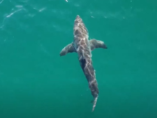 A shark spotted by a drone.