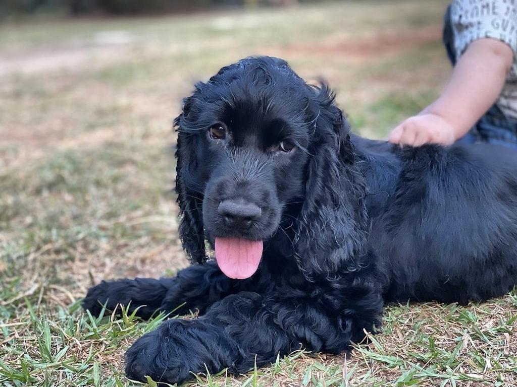 Theodore Doulman – The bestest good boy. English cocker spaniel, 2 years old. Rescued June 2021. His favourite person in the world is his new human baby brother. Favourite pastime is chasing a ball and the mailman.