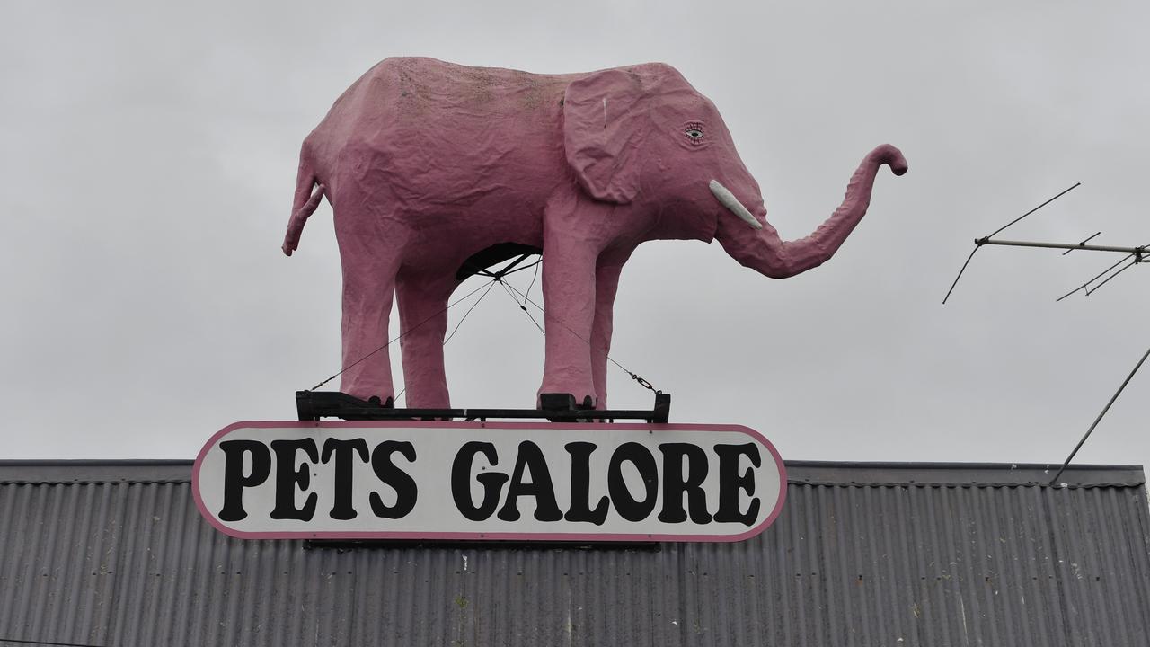 Pets Galore, Hodgson St, Toowoomba, Thursday, May 21, 2020. Picture: Kevin Farmer