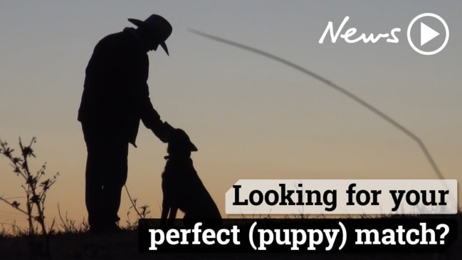 Looking for your perfect (puppy) match?