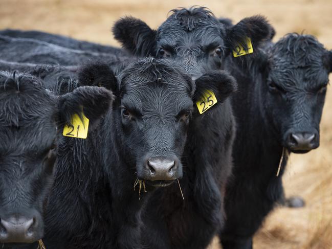 Generic Angus cattle. Weaners.PICTURED: Generic Angus cattle. Weaners.PHOTOGRAPHER: ZOE PHILLIPS