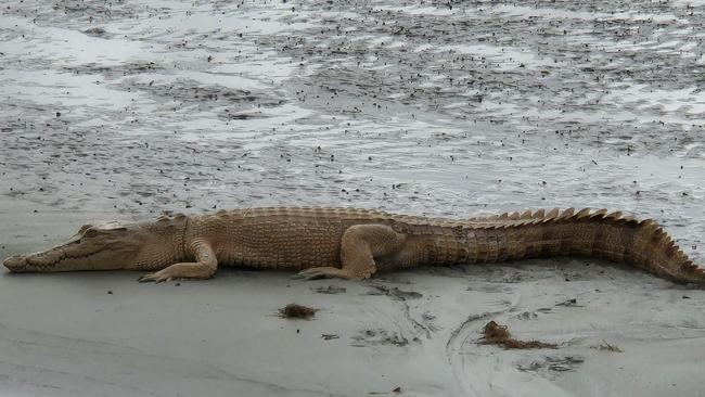 The rare crocodile has been given the nickname Casper. Picture: Malcolm Slack