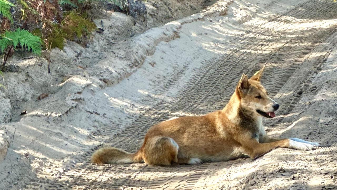 Des Houghton pic of fraser island dingo