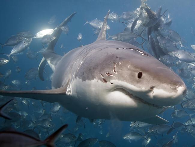 Shark v shark in ultimate ocean battle at South Australia’s Neptune ...