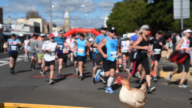 'Chicken' loves getting out and supporting her local community. Source: Facebook/Life of Chicken