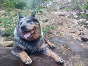 Owner Laurie Fairall’s “bestie”, three-year-old Buddy.