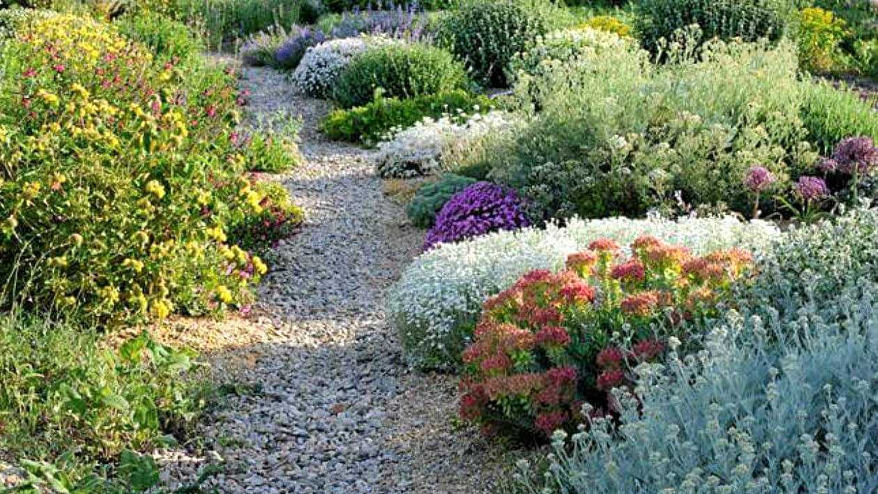 A blooming drought-resistant garden with succulents and native plants