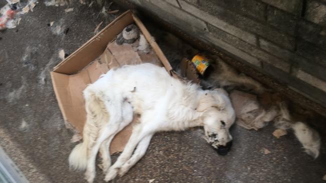 The one-year-old Maremma Sheepdog, Milk, was left to die of starvation on his Zetland unit balcony.