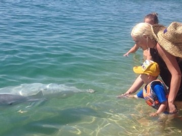 Dolphins ditch Straddie after electric paddleboard noise