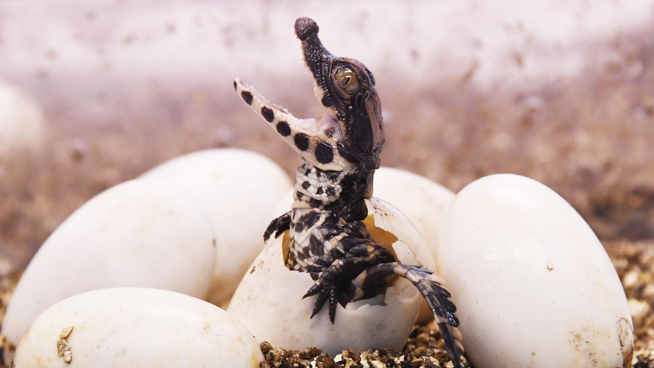 West African dwarf crocodiles hatch at French zoo | Daily Telegraph