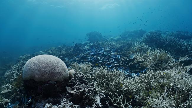 Extensive coral bleaching has been recorded across the entire Great Barrier Reef in 2024. Photo: Supplied