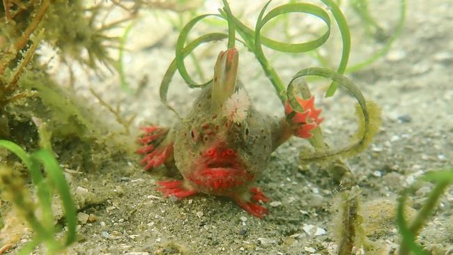 A red handfish awaiting collection. Picture: UTAS/IMAS