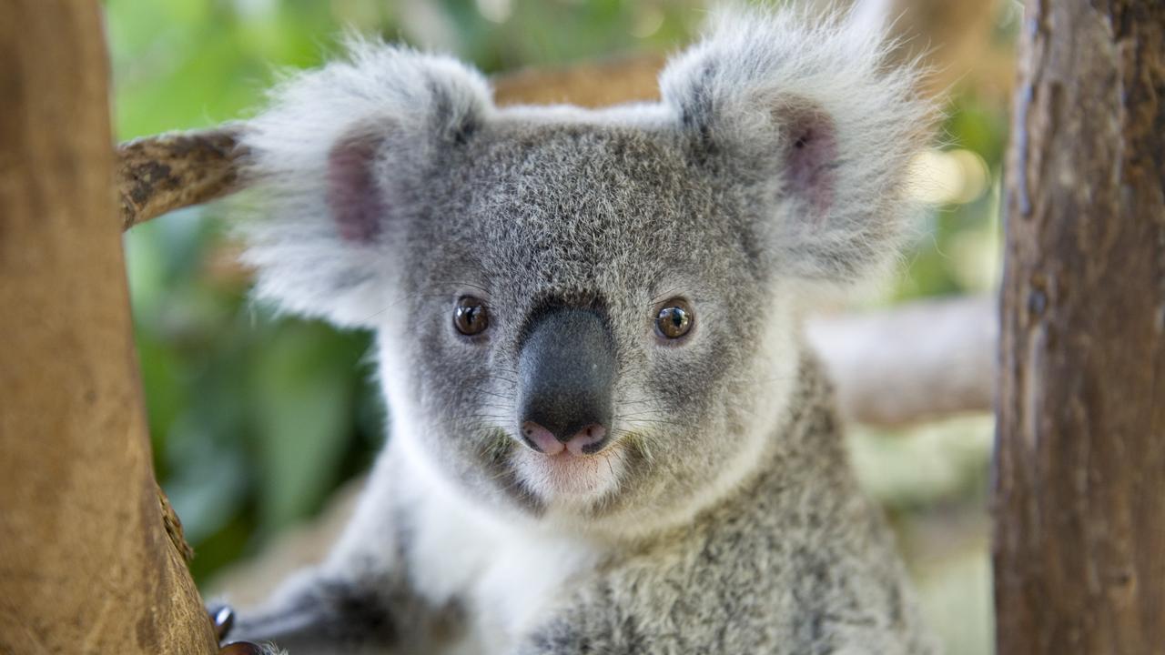 Calls for city to be included in latest koala mapping