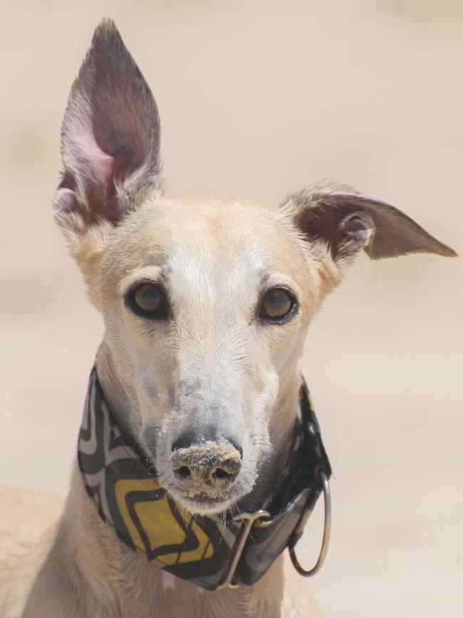 GRACEY: This fashionista loves to visit the beach and dig holes, although her paws aren’t good at holding a shovel so she uses her nose instead.