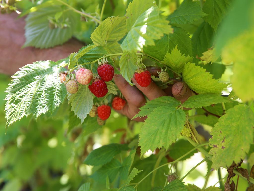 How to grow raspberries and boysenberries in your backyard | The Weekly ...