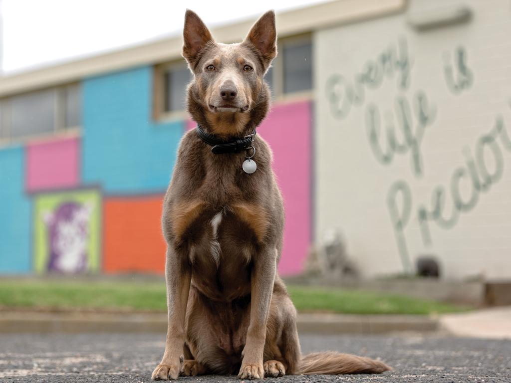 Australian Working Dog Rescue calendar Daily Telegraph