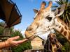 MELBOURNE, MAY 2, 2022: Melbourne Zoo has welcomed a gorgeous new 18-month-old Giraffe named Iris. Picture: Mark Stewart