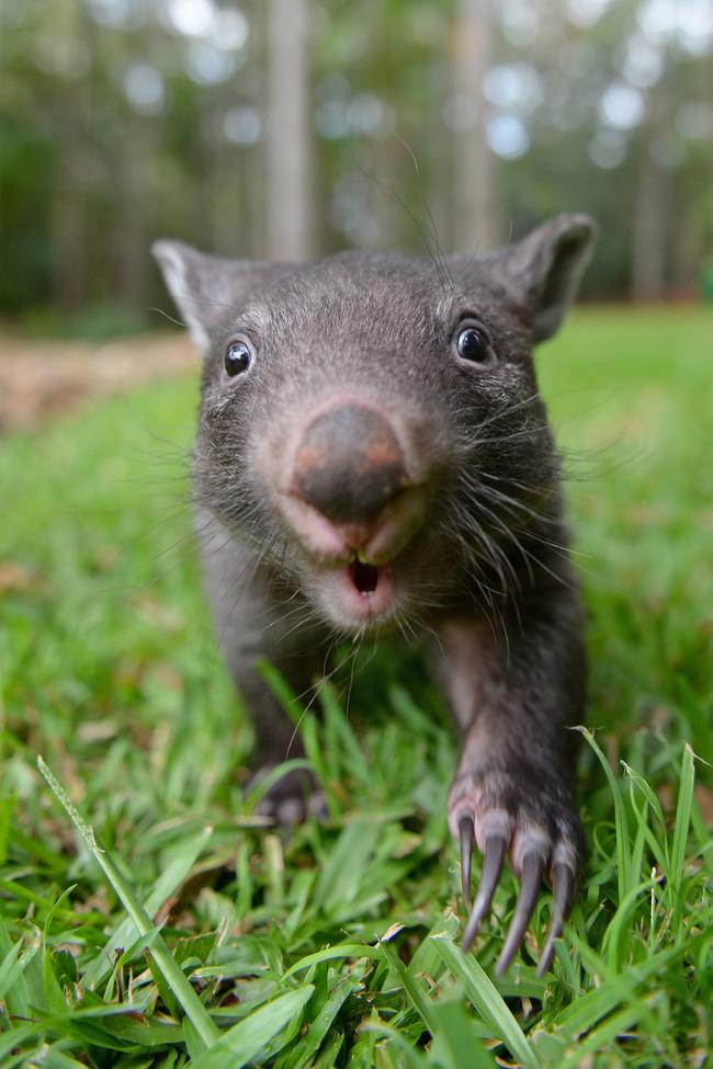 Australia Zoo has welcomed its newest wombat joey on World Wombat Day.