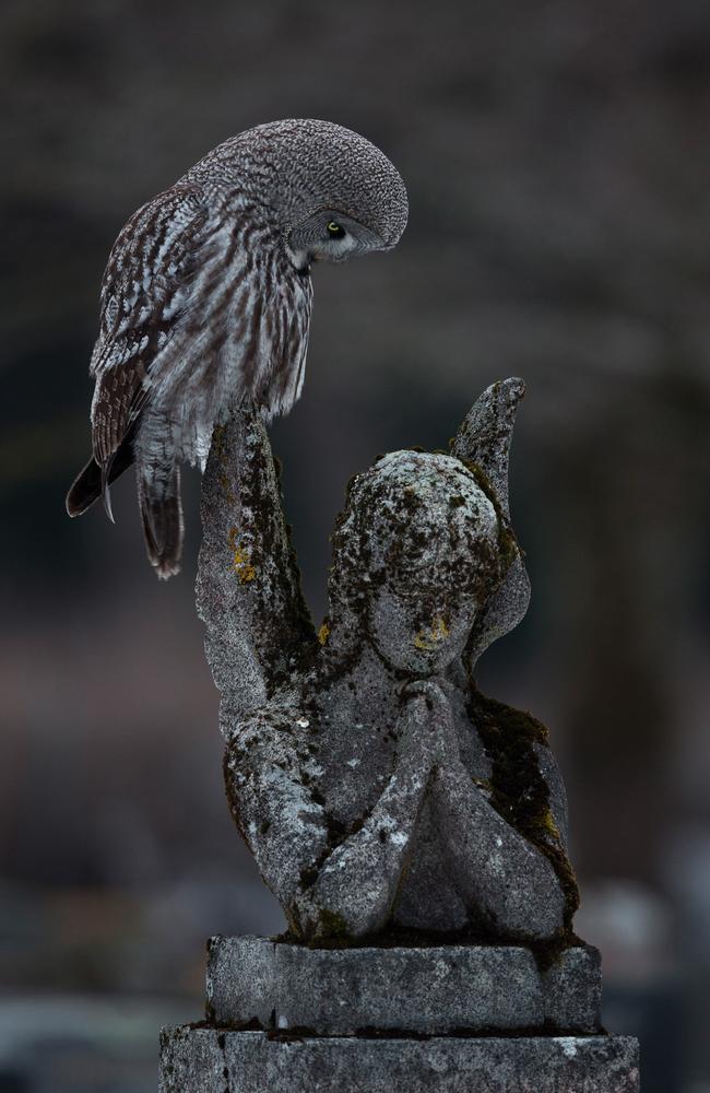 Arto Leppänen captured a fleeting moment when a great grey owl landed on an angel statue as it hunted voles in a cemetery in Helsinki, Finland. The picture won gold in the Urban Birds category. Picture: Arto Leppänen / Bird Photographer of the Year