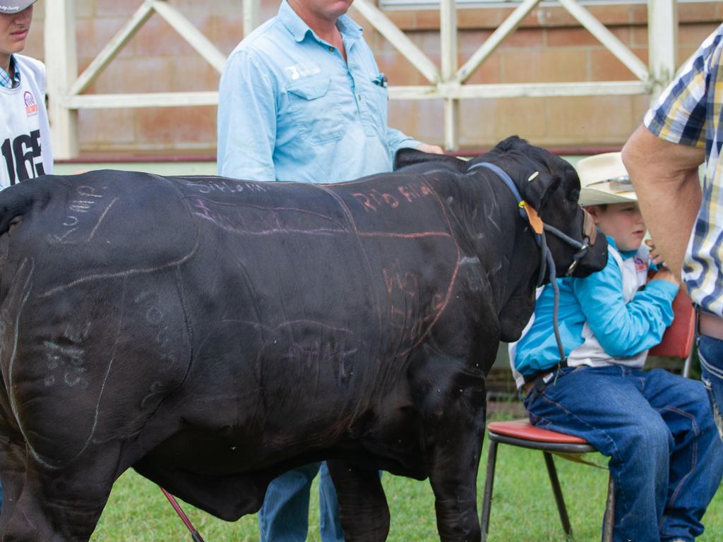 Students used chalk to draw cuts of steak onto cows.