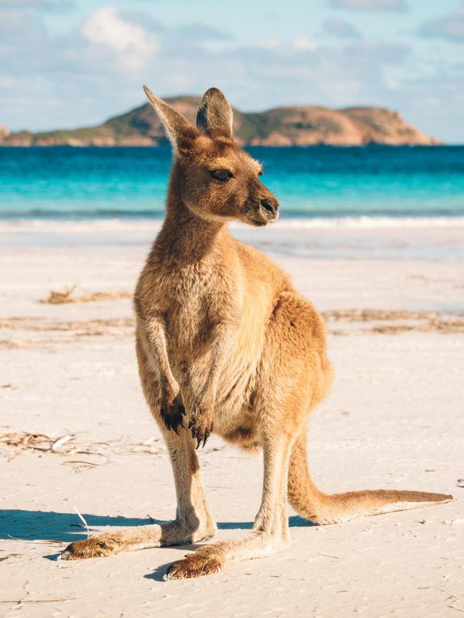 The kangaroo should remain as our national symbol. Pictures: Supplied