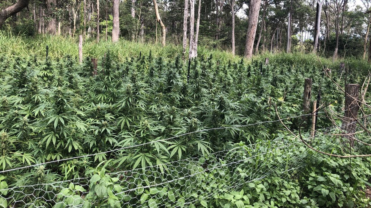 Mackay police found a large-scale bush marijuana crop in the mountains of Calen.