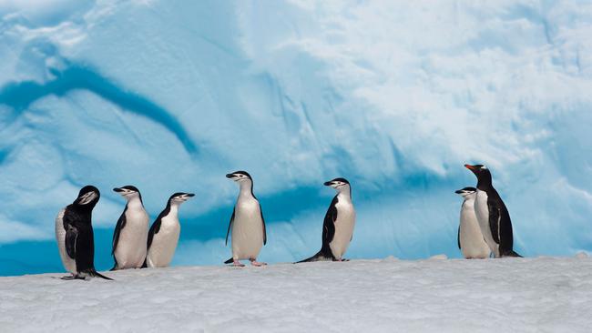 Scientists want more protections in the pristine Antarctic wilderness to help halt species decline, with climate change and overfishing taking its toll.