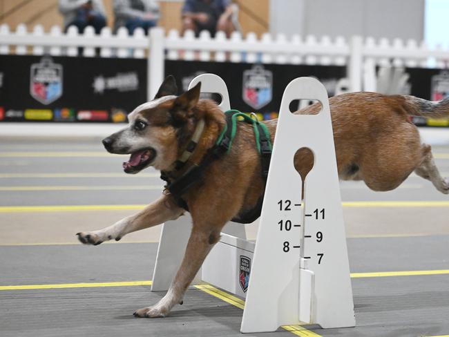 State of Origin for Dogs national titles.Saturday June 22, 2024. Picture, John Gass