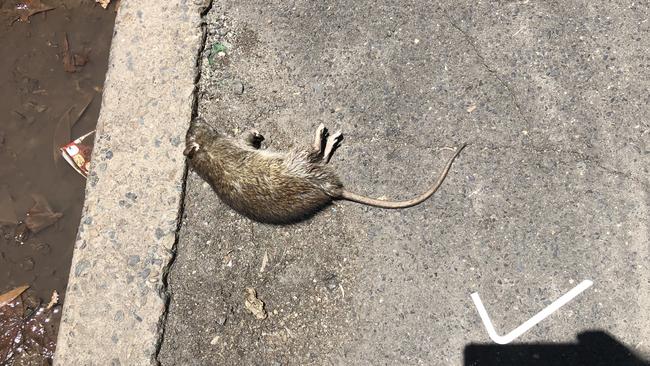 Dead rat on the streets of Surry Hills. Kippax St.