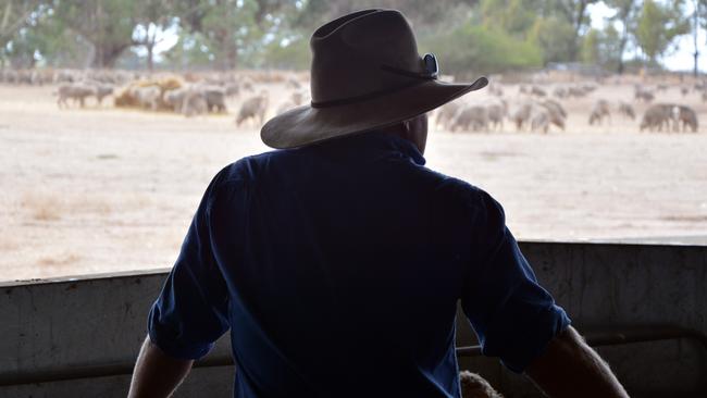 Generic farm scene. Farmer wearing hat silhouetted looking at crutched sheep