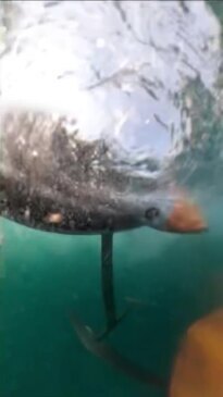 Sydney wind foiler films near-death whale encounter