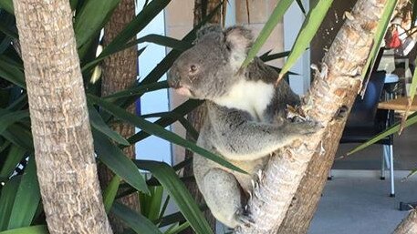 Melissa Wilkinson snapped the Koala outside the IGA at Rothwell, north of Brisbane.