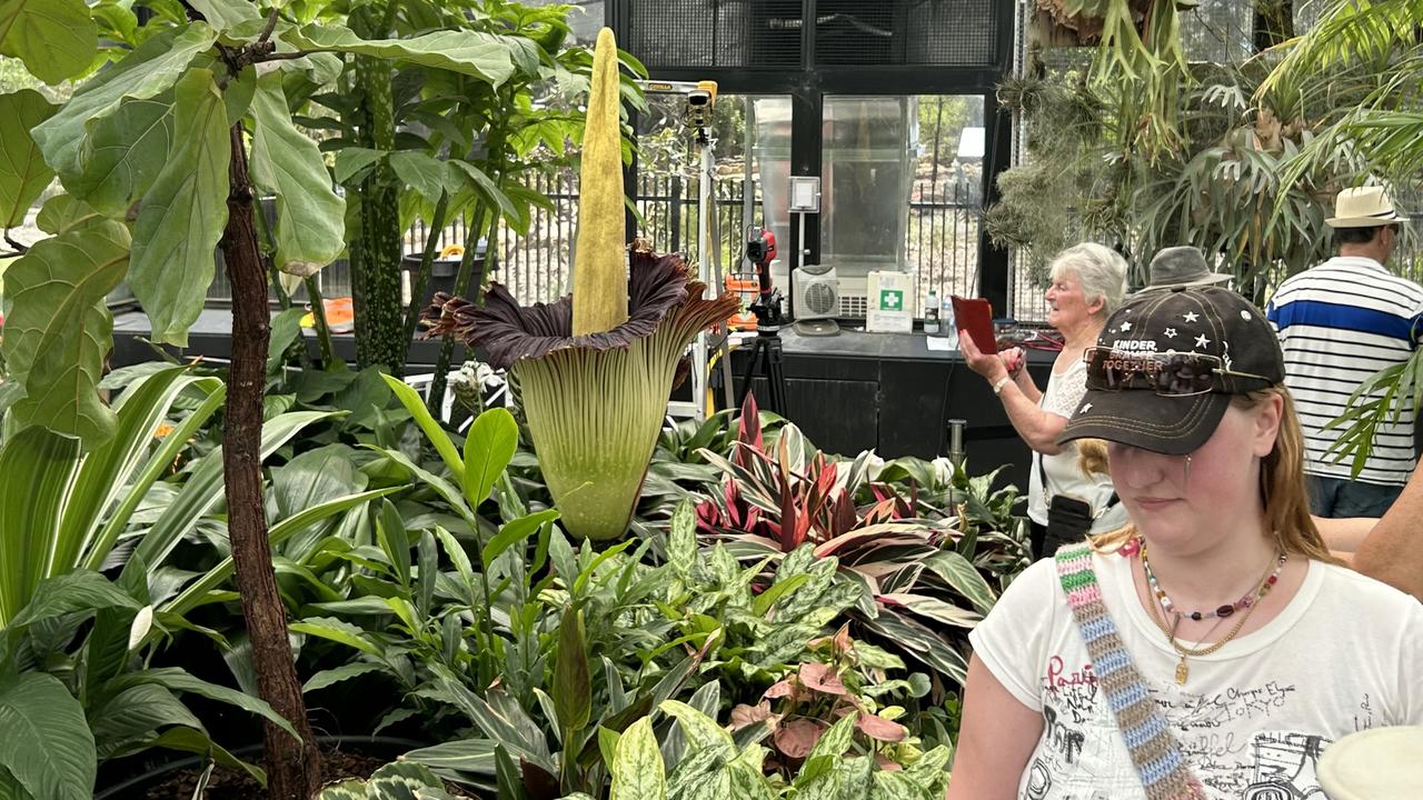 The corpse flower originates from the Indonesian island of Sumatra. Picture: NewsWire / Nadir Kinani