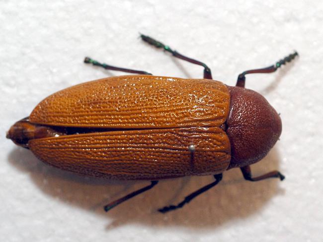 Jewel beetles rely on colour to find their female mates.