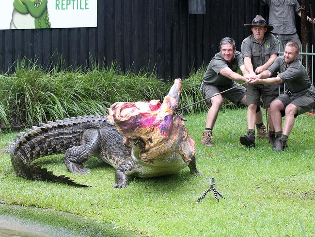 ElvisÕ the saltwater crocodile being fed half a cow for his 50th birthday at the Australian Reptile Park