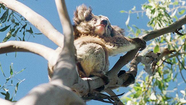 A koala in Mt.Eccles National Park.