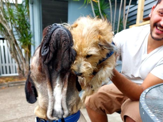 Patty with one of Sarah Schwartz's dogs Boo who is a mastiff. Picture: Supplied