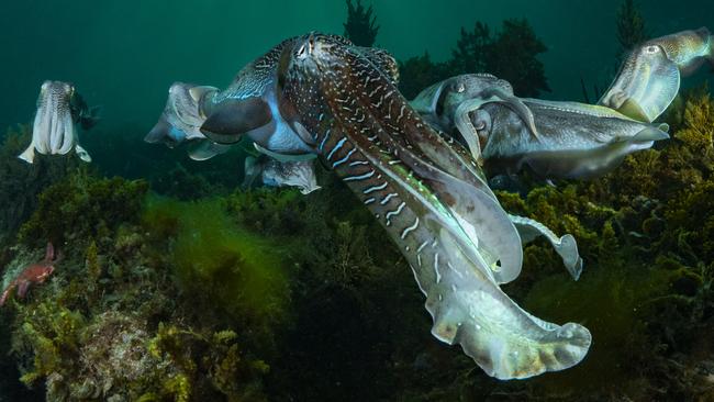 SPECTACLE: Giant Australian cuttlefish off the coast of Whyalla. Picture: Scott Portelli