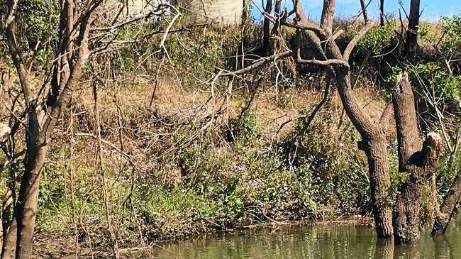 South Gundurimba resident Phill Terry' took photos of "carnage" he discovered along the Wilson River. Picture: Phill Terry