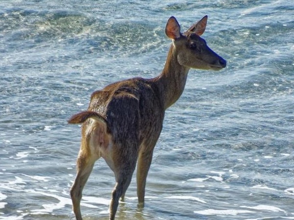 Brisbane Lord Mayor Adrian Schrinner shared pictures of the deer saying council had recieved report the mammal has somehow moved onto the island. Photo: Brisbane City Council